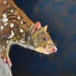 Quoll by Kerryn Hocking